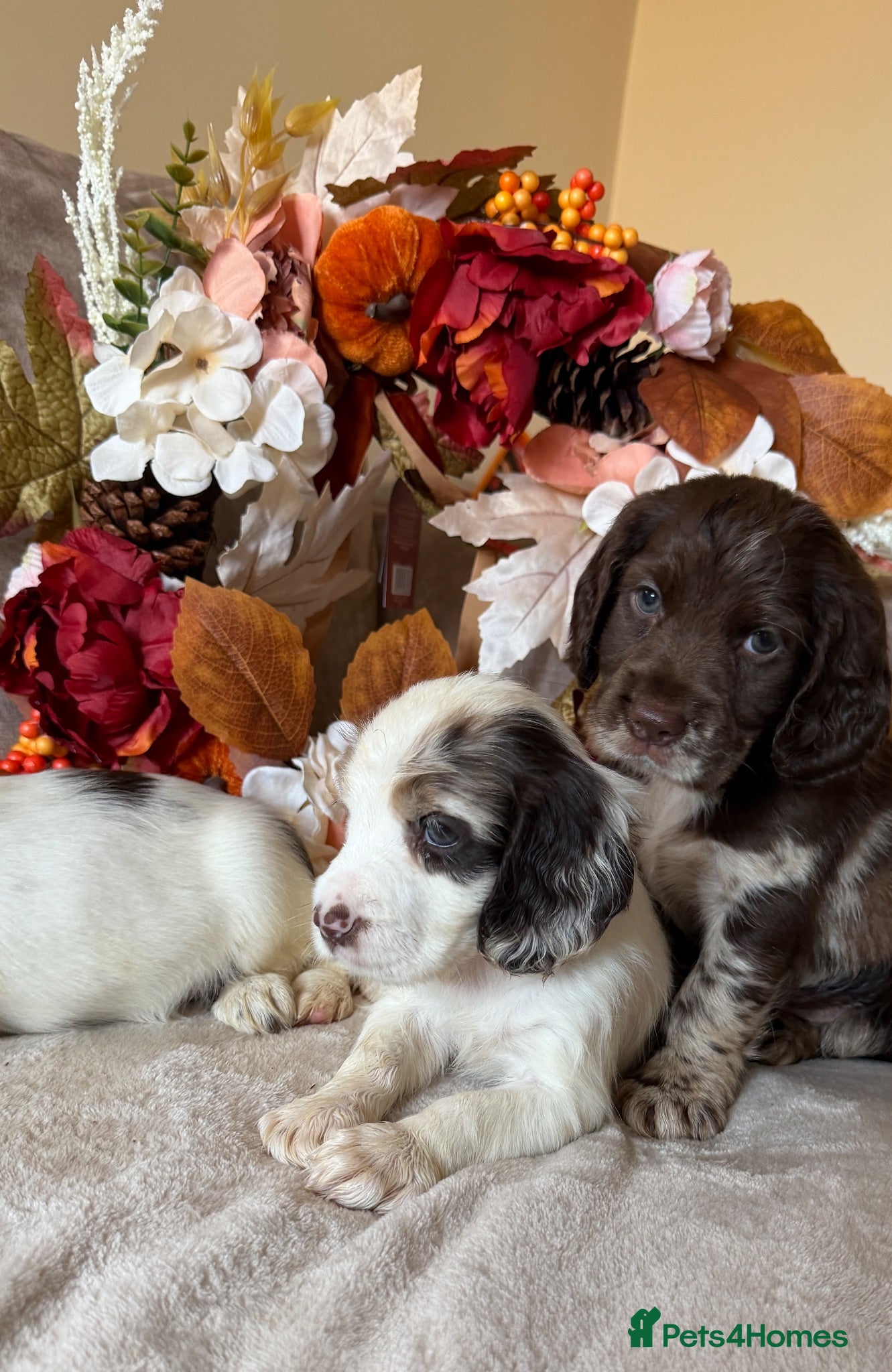 Cocker Spaniel dogs Beautiful Merle Cocker Spaniel Puppies  - Advert 2