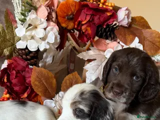 Cocker Spaniel dogs Beautiful Merle Cocker Spaniel Puppies - Advert 2
