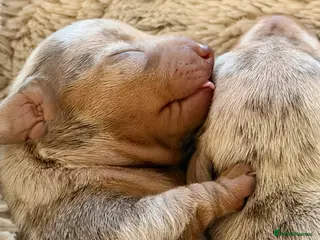 Miniature Dachshund dogs KC Miniature Female Isabella&Tan Dapple - Advert 13