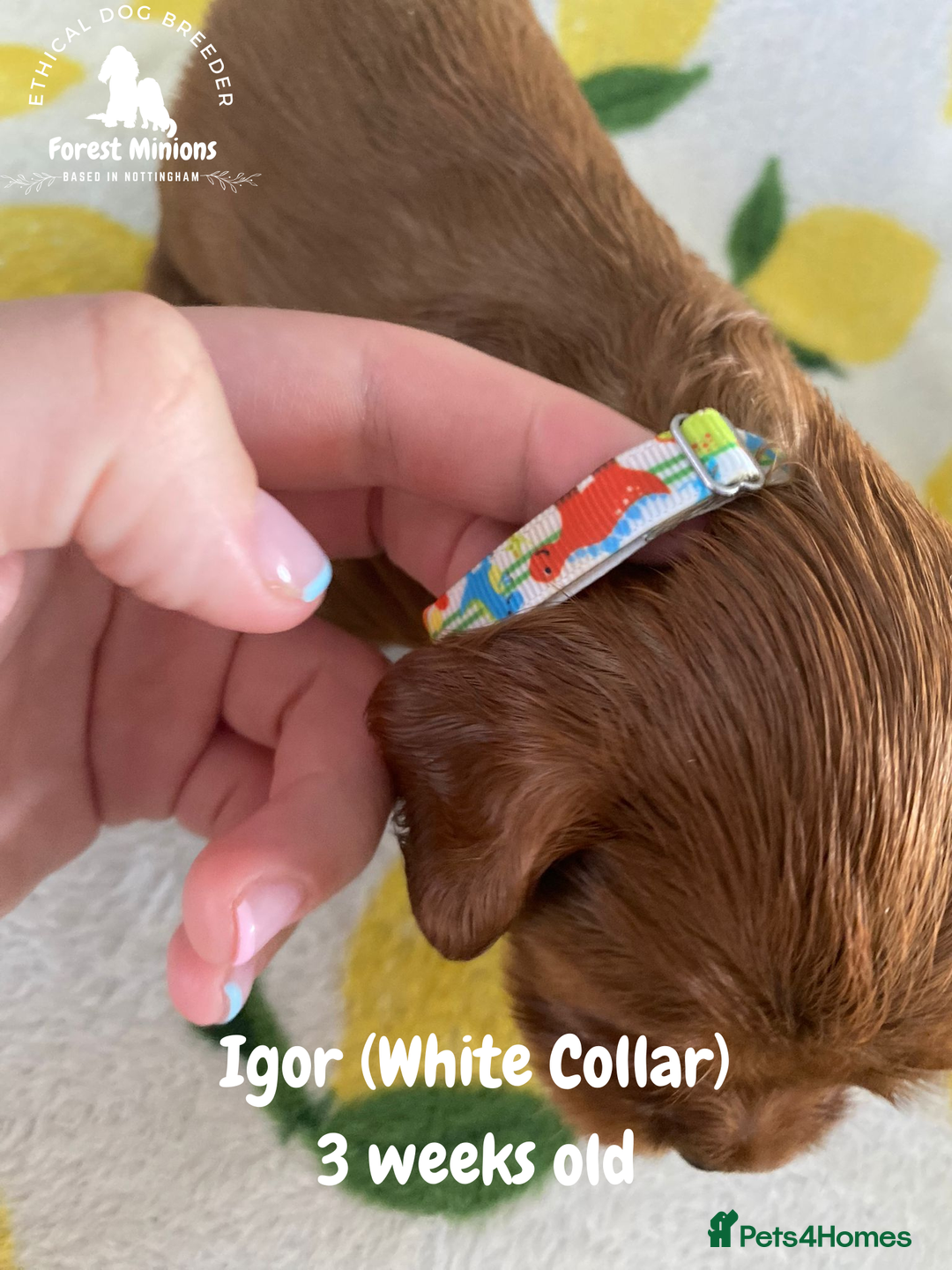 Cavalier King Charles Spaniel dogs for sale: Excessively tested Cavalier King Charles Spaniels - Image 24