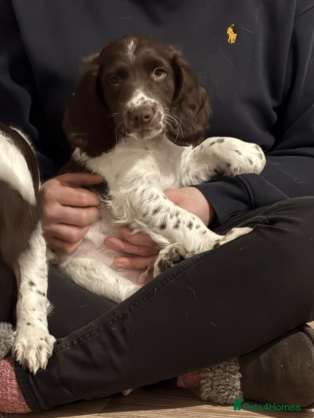 Sprocker dogs Exceptional F1B Sprocker puppy-male  - Advert 6