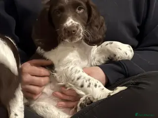 Sprocker dogs Exceptional F1B Sprocker puppy-male - Advert 6