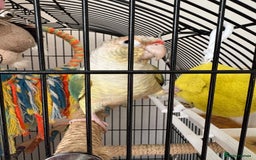 Conures birds for sale: Bingo conure  - Image 2