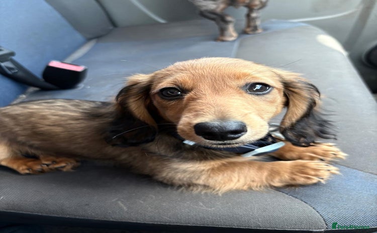 Miniature Dachshund dogs - Advert 4