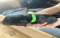 Rottweiler dogs for sale: Rottweiler  - Advert 22