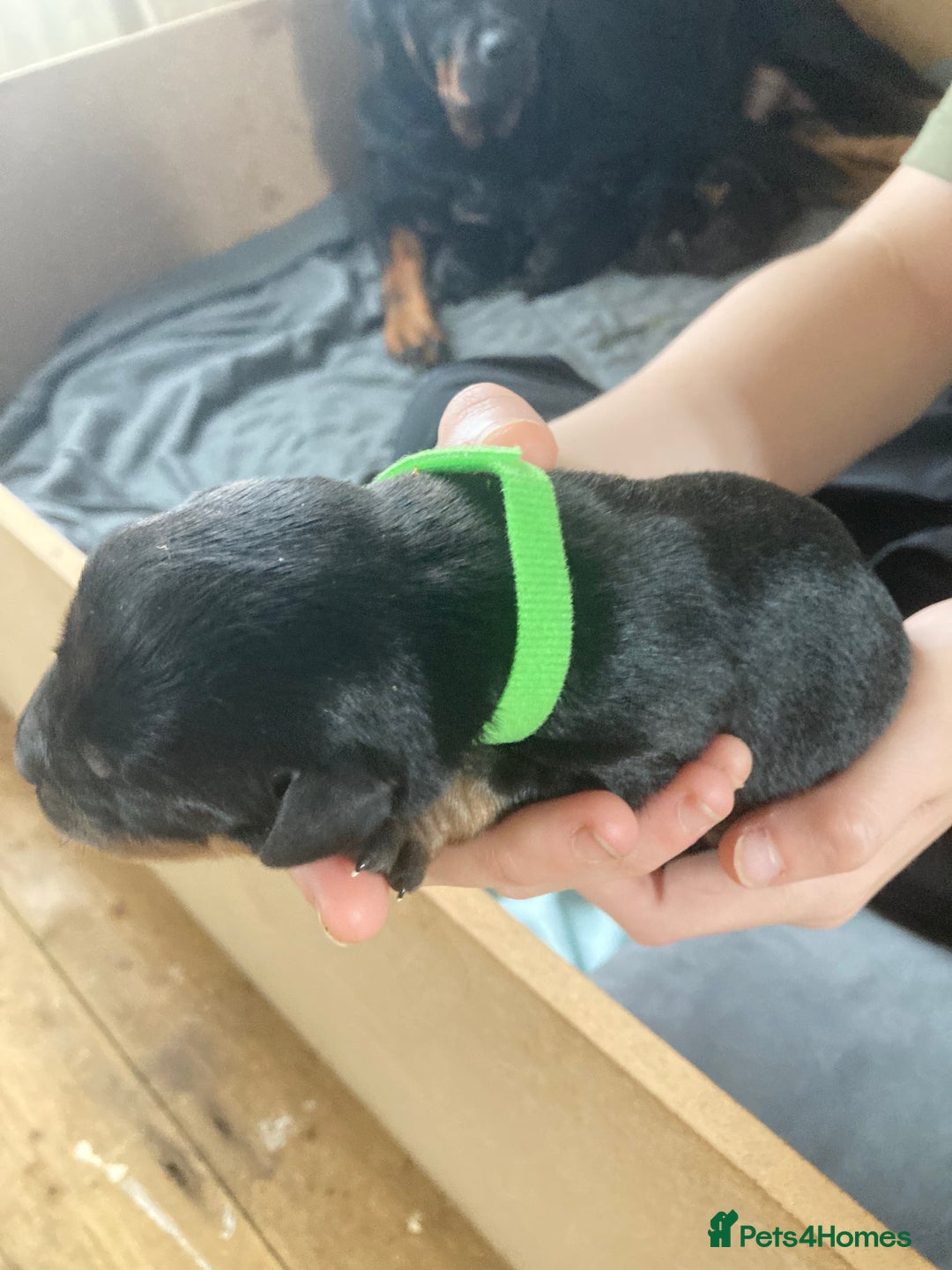 Rottweiler dogs for sale: Rottweiler  - Advert 22