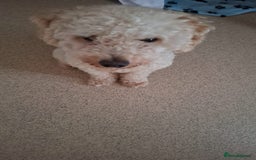 Toy Poodle dogs for sale: Beautiful, Loving Male Toy Poodle Available Now - Image 4