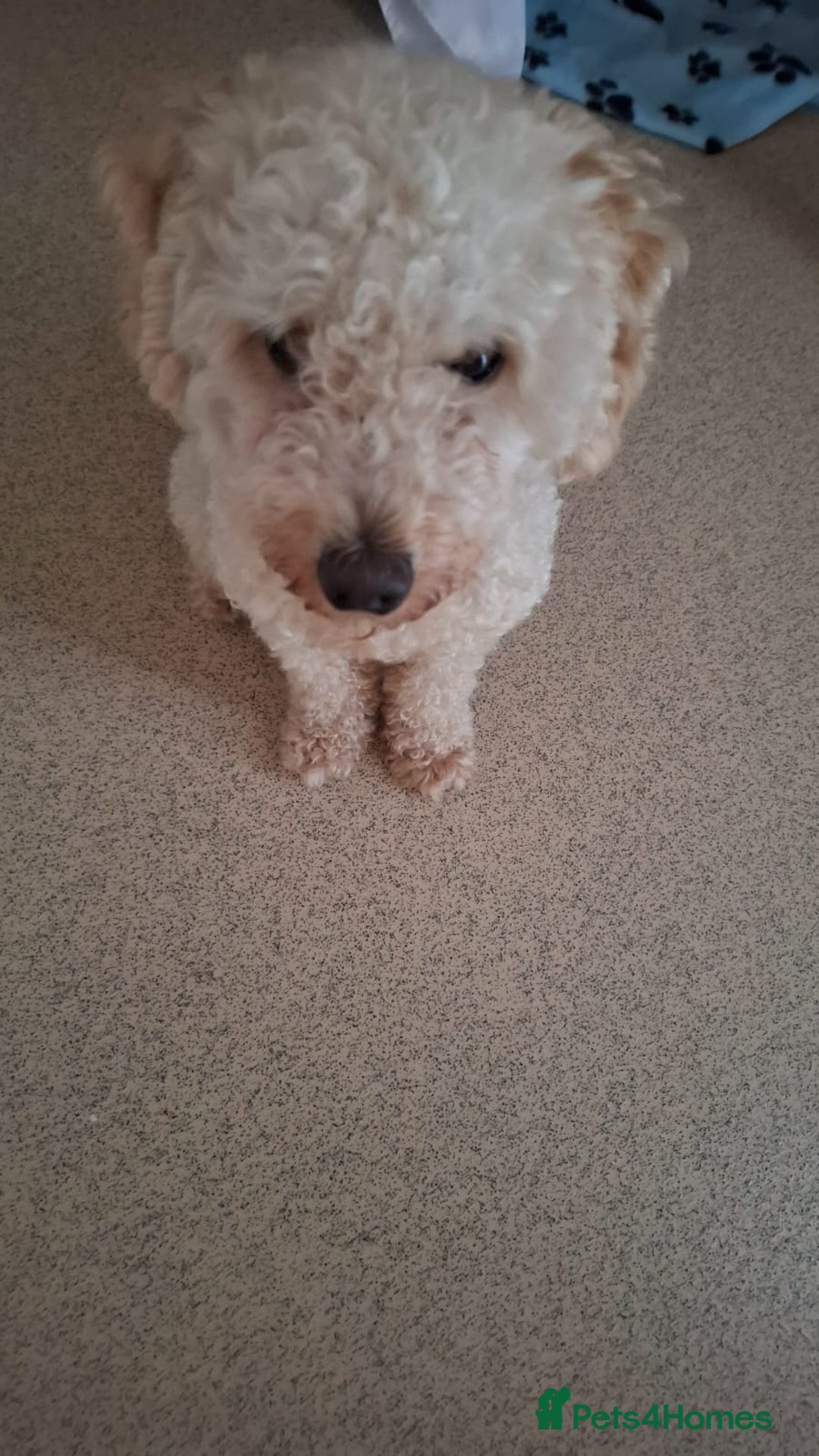 Toy Poodle dogs for sale: Beautiful, Loving Male Toy Poodle Available Now - Image 4
