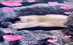 Mixed Breed cats for sale: Female cat - free to good home  - Image 8