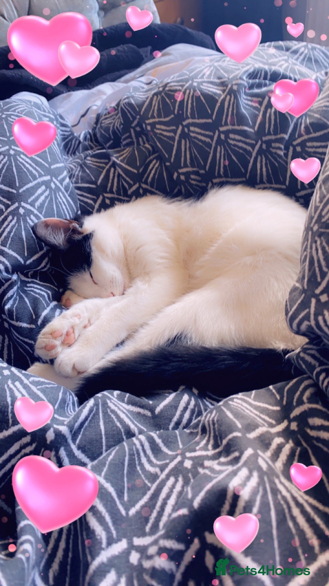 Mixed Breed cats for sale: Female cat - free to good home  - Image 8