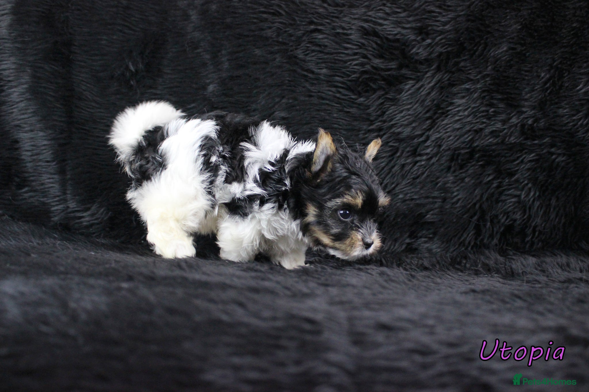 Yorkshire Terrier dogs ✨ Stunning Biewer & Merle Yorkies – Ready 09 Apr ✨ - Advert 2