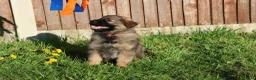 German Shepherd dogs for sale: German shepherd puppies working line - Advert 20