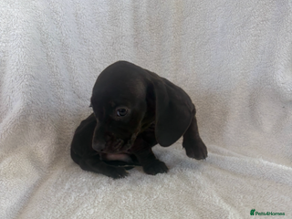 Miniature Dachshund dogs Beautiful babies ready for there5⭐️ home - Advert 6