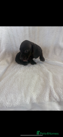 Miniature Dachshund dogs Beautiful babies ready for there5⭐️ home - Advert 4