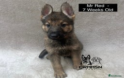 German Shepherd dogs for sale: Exceptional KC Reg Czech Line German Shepherd Pups in Nottingham - Image 7