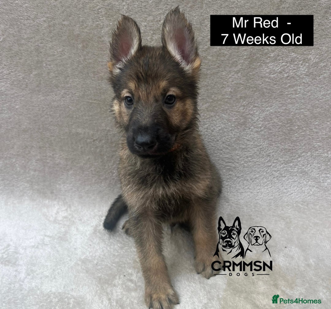 German Shepherd dogs for sale: Exceptional KC Reg Czech Line German Shepherd Pups in Nottingham - Image 7
