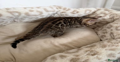 Bengal cats - Advert 4