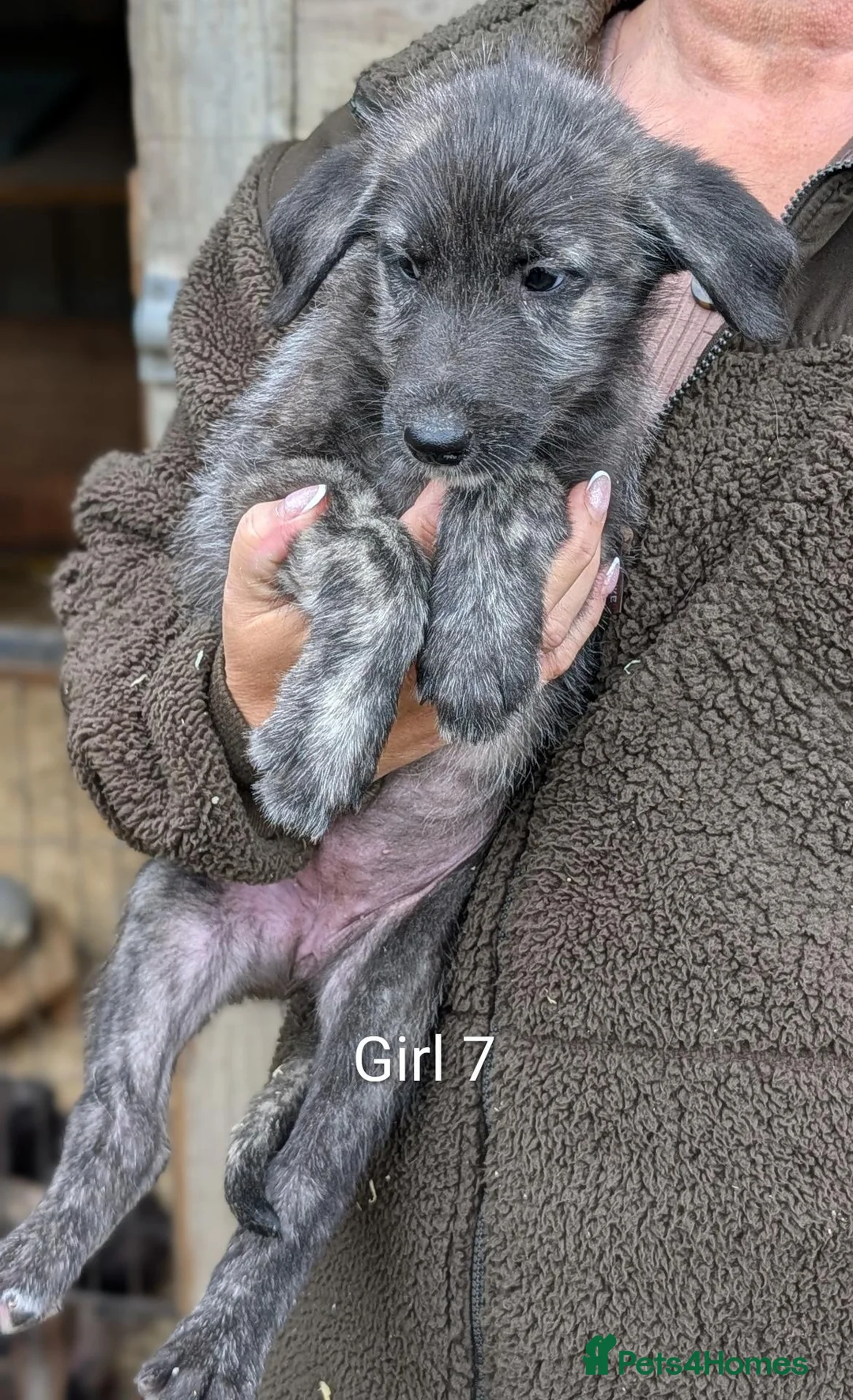 Irish Wolfhound dogs for sale: Wolfhound/Caucasian  - Advert 33