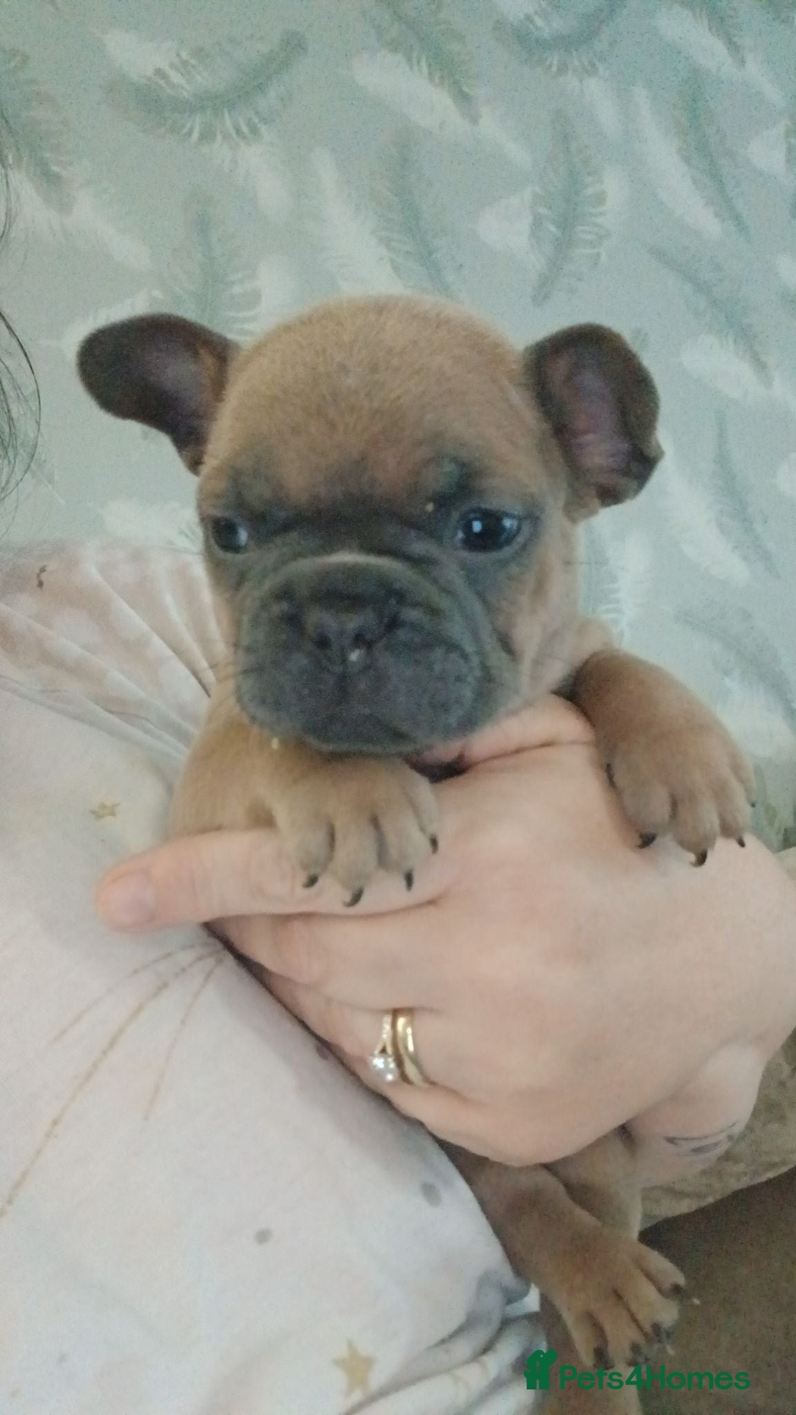 French Bulldog dogs French bulldog female puppy - Advert 17