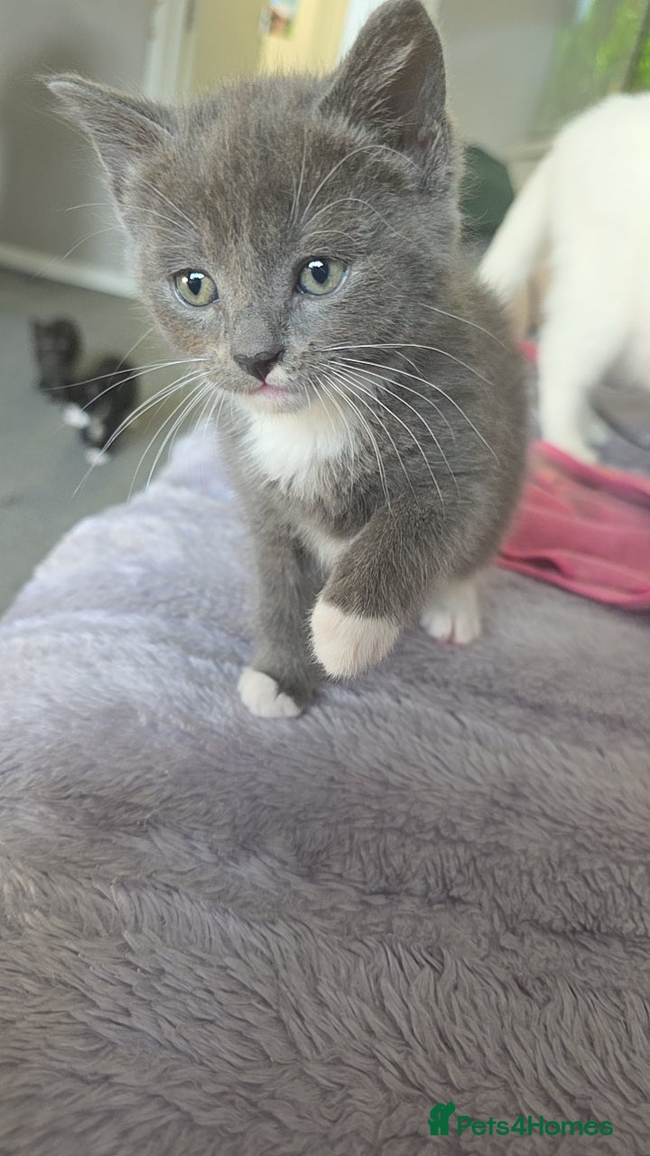Turkish Angora Kitten 5