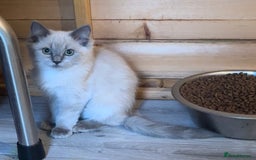 Ragdoll cats for sale: Last 2 reduced Beautiful ragdoll kittens  - Image 1