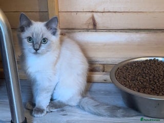 Ragdoll cats - Advert 9