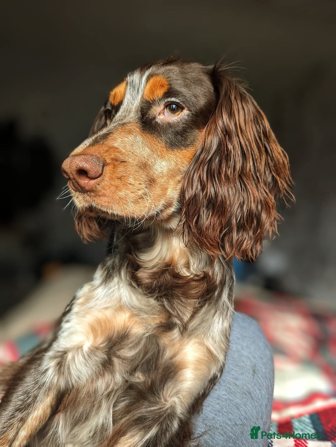 Cocker Spaniel dogs for stud: Cocker spaniel for stud. - Advert 2