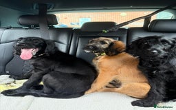 Goldendoodle dogs for sale: MultiGen Goldendoodles  - Image 1