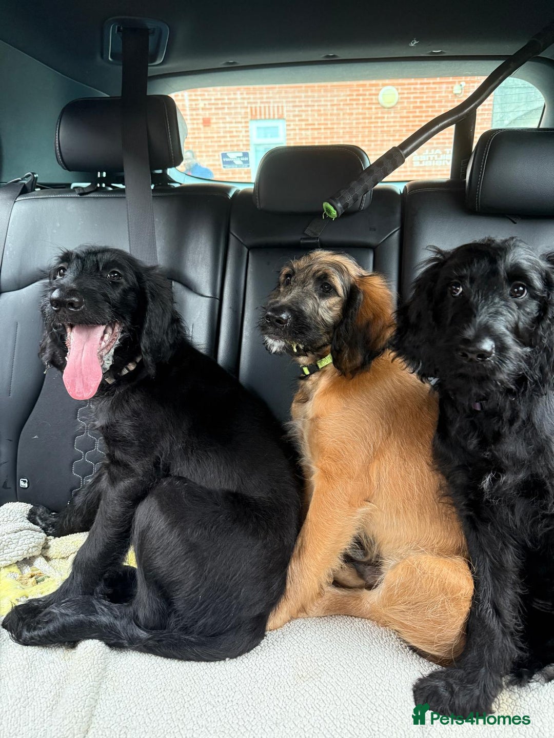 Goldendoodle dogs for sale: MultiGen Goldendoodles  - Image 1