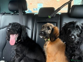 Goldendoodle dogs - Advert 3