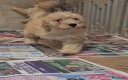 Miniature Poodle dogs for sale: Kc reg mini poodle pups for sale  - Image 10