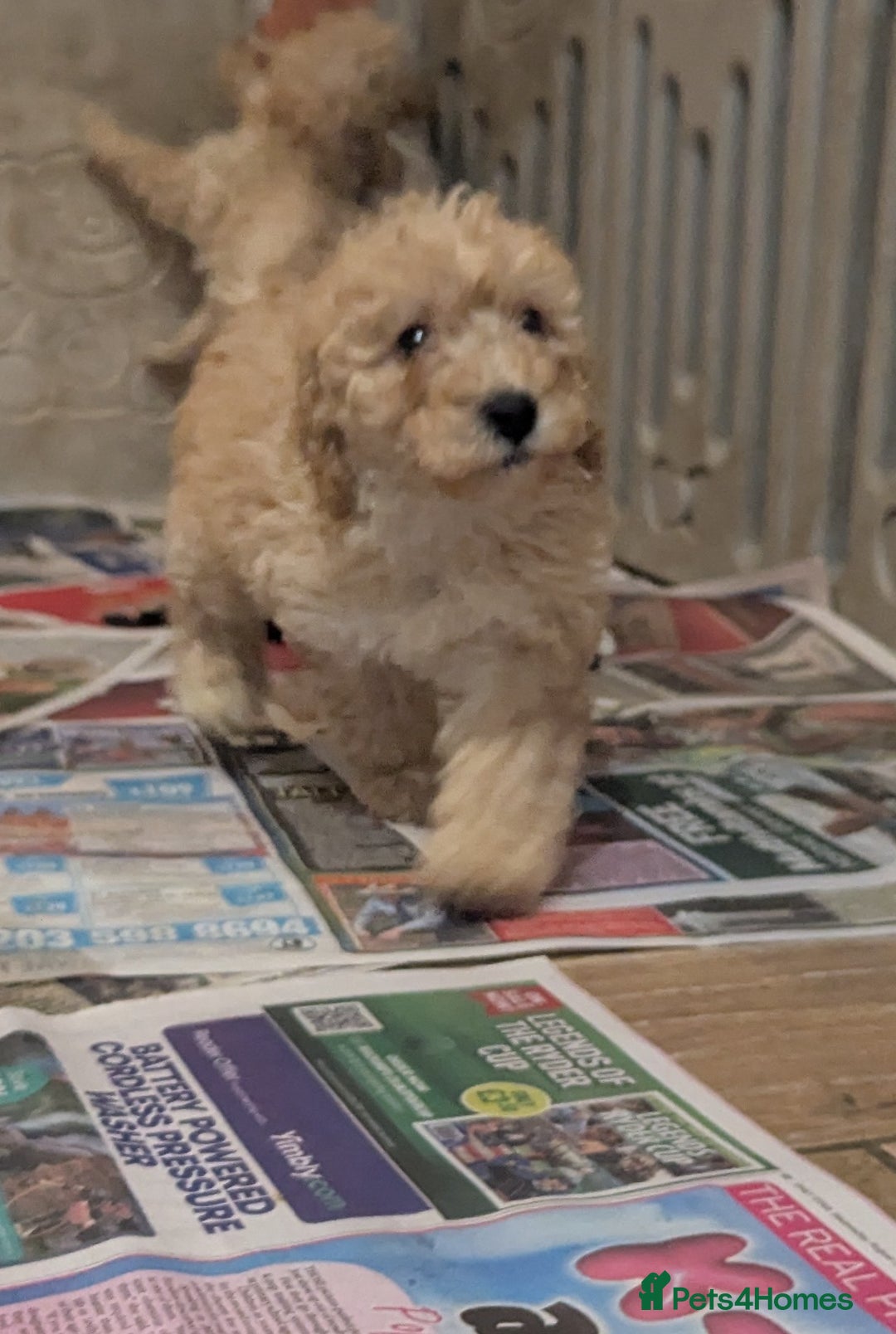 Miniature Poodle dogs for sale: Kc reg mini poodle pups for sale  - Image 10