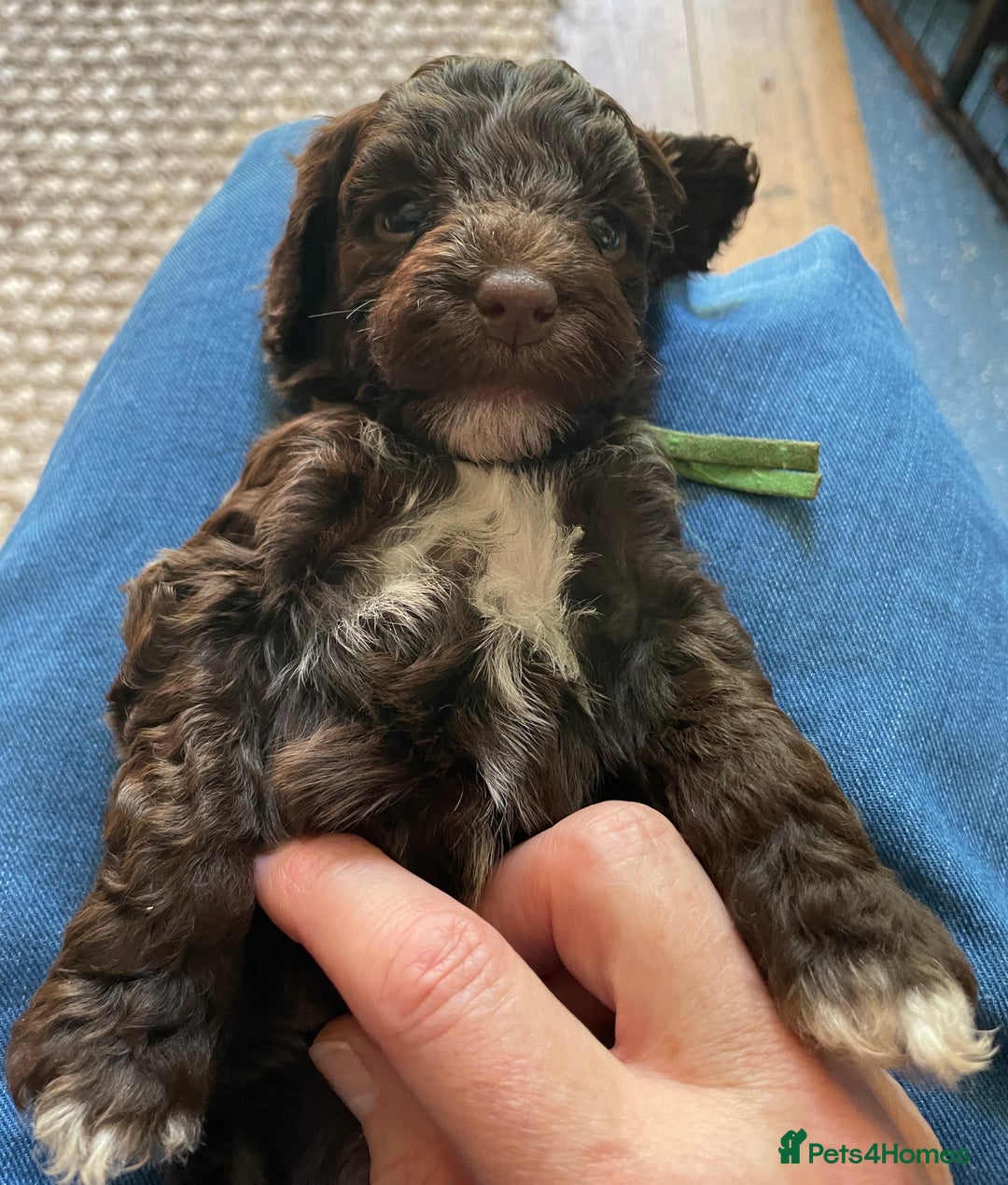 Schnoodle dogs for sale: F1 mega coated mini cross Schnoodles - Image 10
