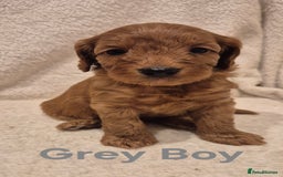 Cockapoo dogs for sale: Cockapoo Puppies!DNA tested parents! - Advert 9