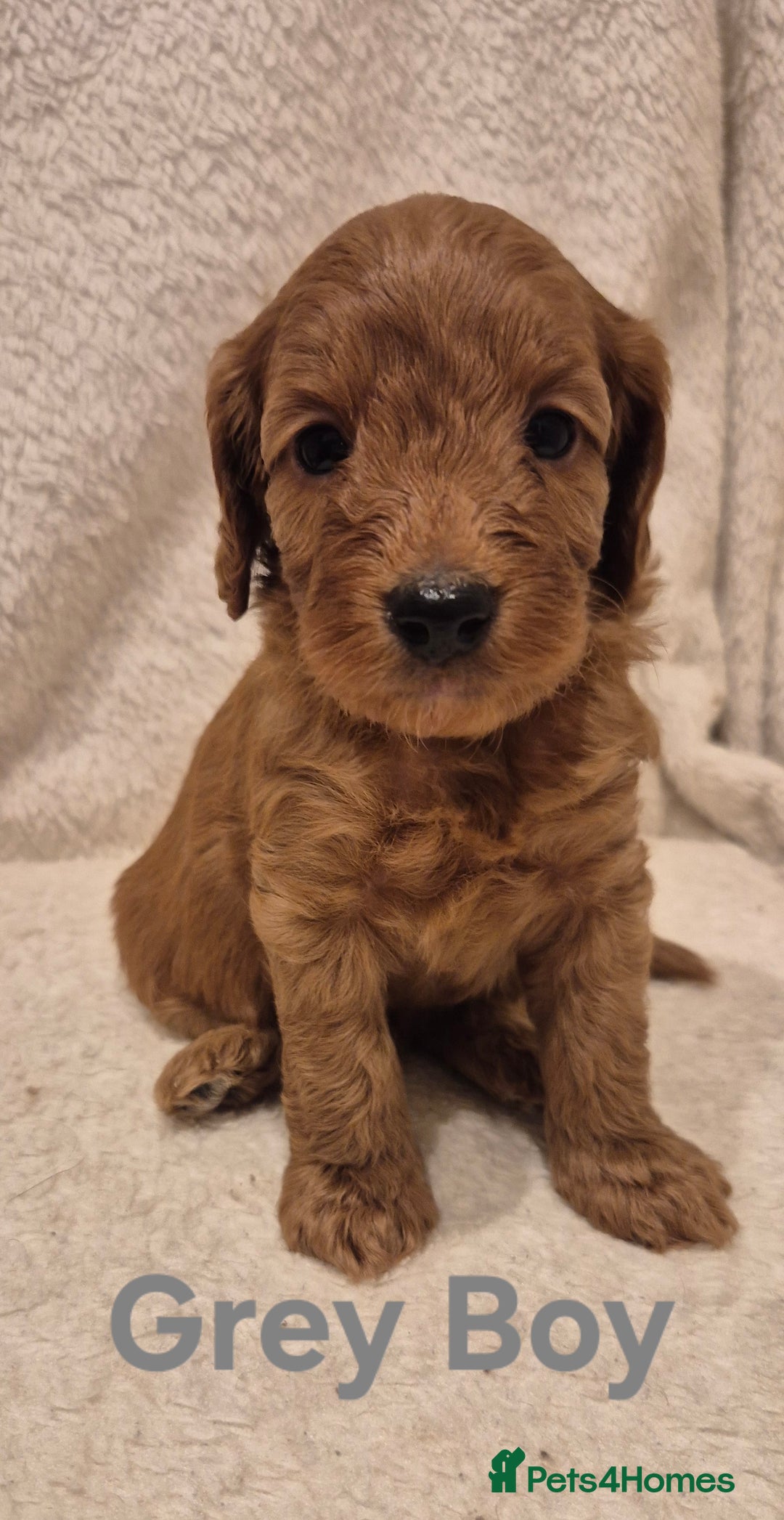 Cockapoo dogs for sale: Cockapoo Puppies!DNA tested parents! - Advert 9