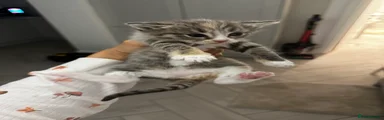 Ragdoll 3