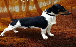 Jack Russell dogs for sale: Traditional Jack Russell Pups DNA Health Tested  - Image 24