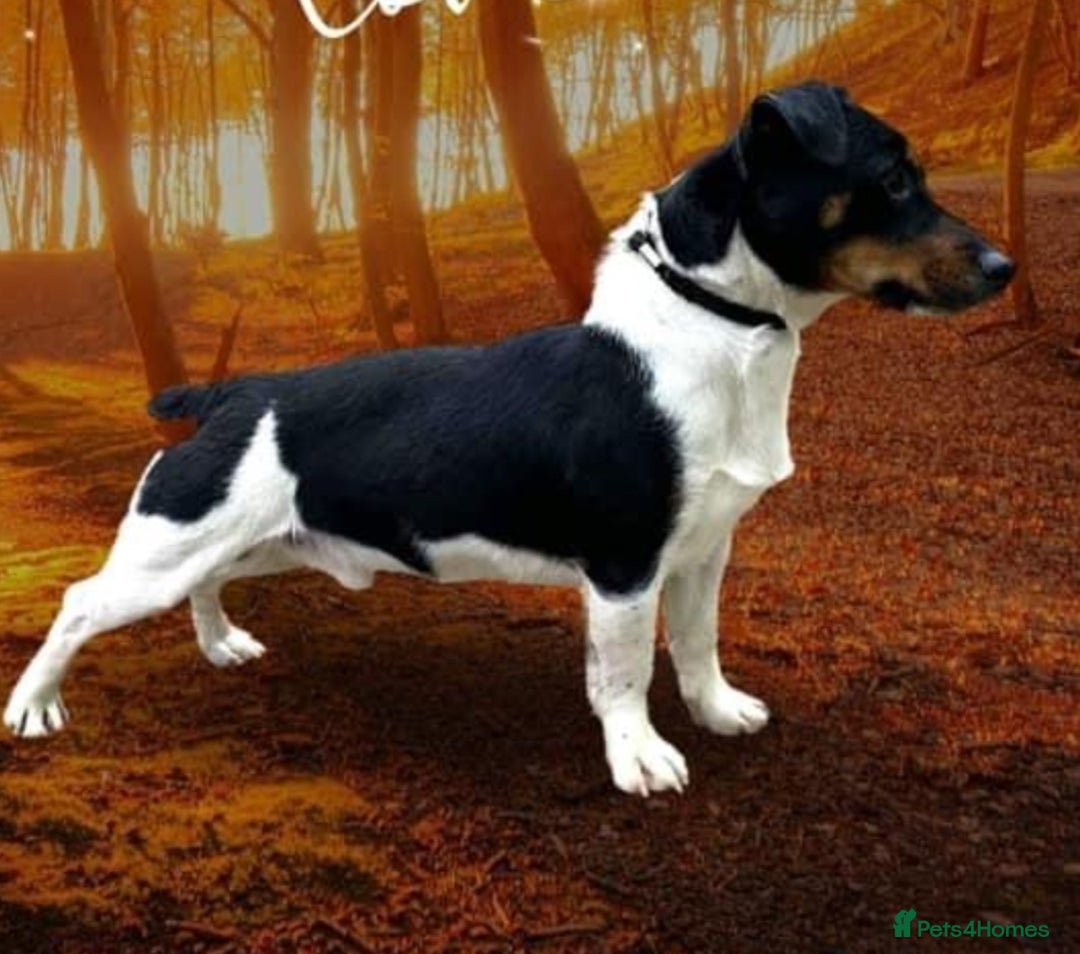 Jack Russell dogs for sale: Traditional Jack Russell Pups DNA Health Tested  - Image 24