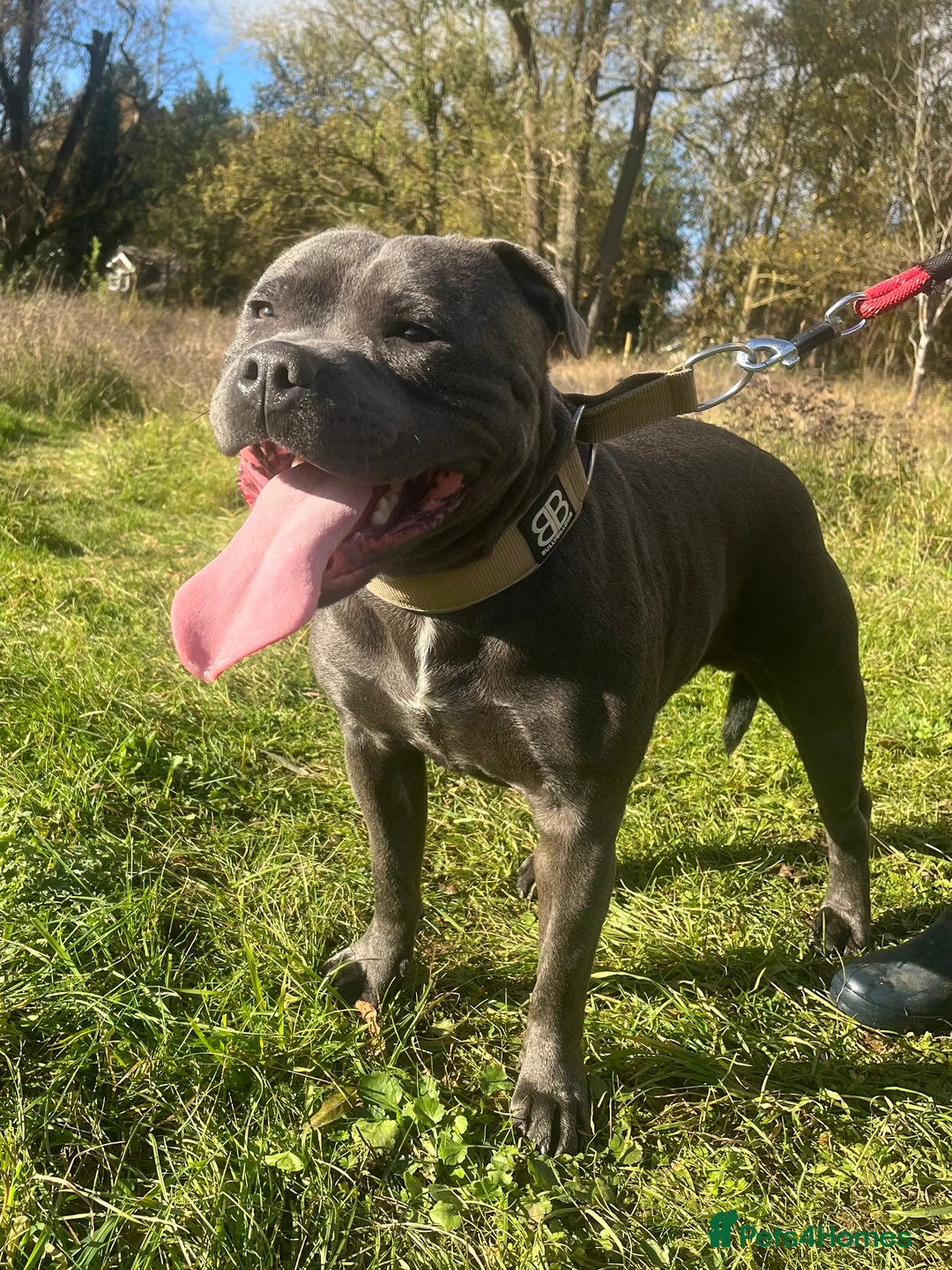Staffordshire Bull Terrier dogs for stud: KENZDUO TAGLIATELLE -VINNY UP FOR STUD  in Abingdon - Advert 5