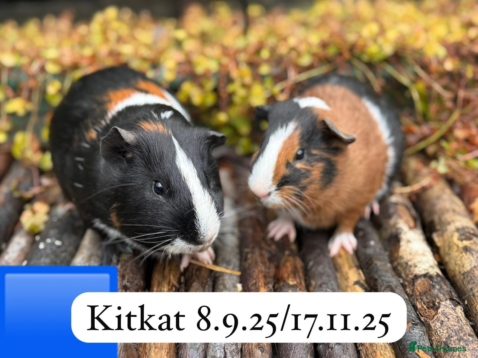 Guinea Pig rodents Gorgeous baby and young guinea pigs. Sheffield. - Advert 2