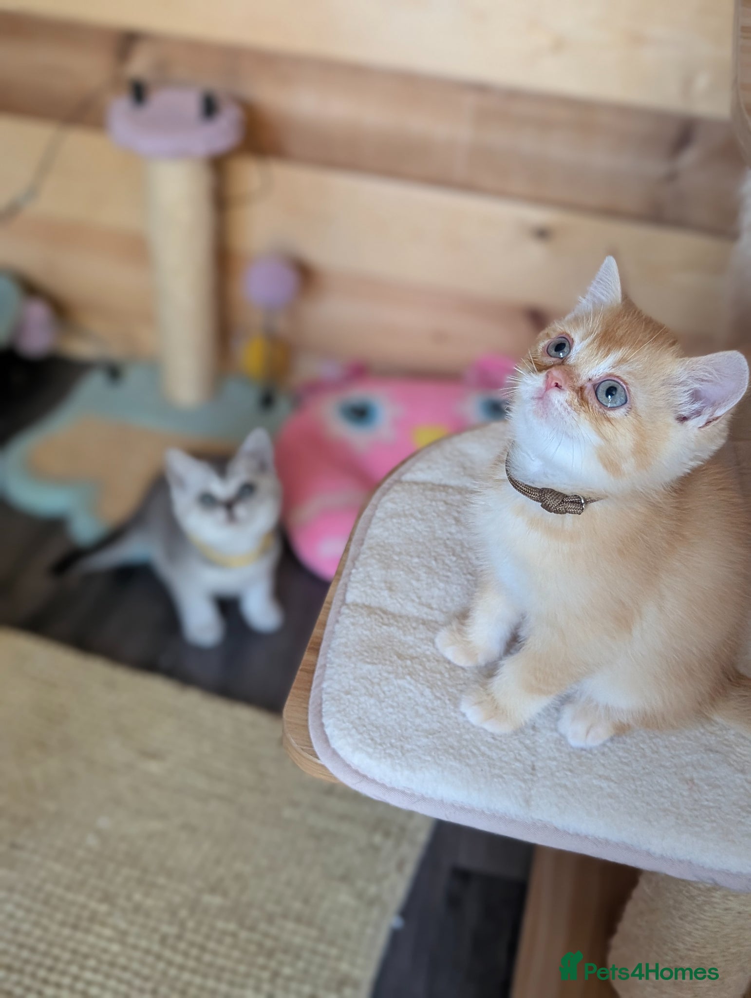Scottish Fold cats ⭐ Ready Now Scottish straight kittens  ⭐ - Advert 2