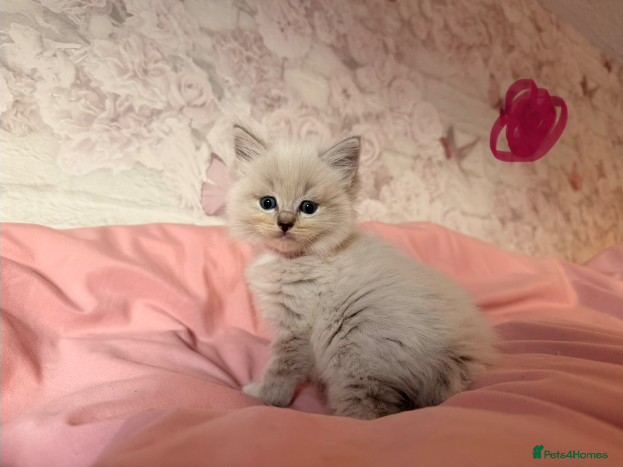 Ragdoll cats 🌟RAGDOLL KITTENS 🌟 - Advert 3