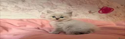Ragdoll cats for sale: 🌟RAGDOLL KITTENS 🌟 - Advert 1