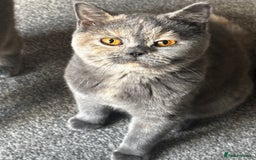 British Shorthair cats for sale: 2 stunning kittens  - Image 5
