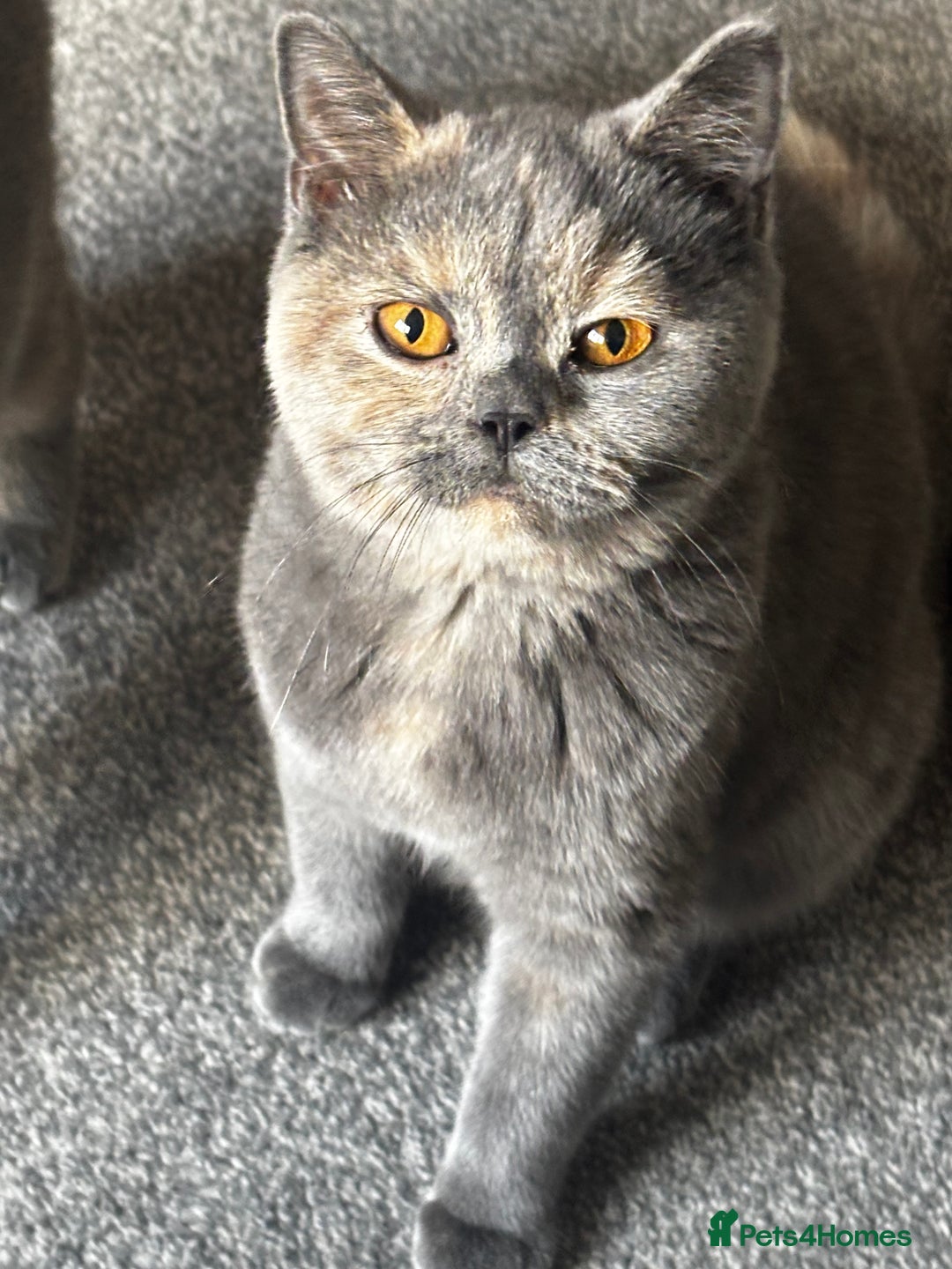 British Shorthair cats for sale: 2 stunning kittens  - Image 5