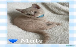 British Shorthair cats for sale: 🩷 Gorgeous British Shorthair Kittens 💙 - Image 4