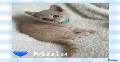 British Shorthair cats - Advert 3
