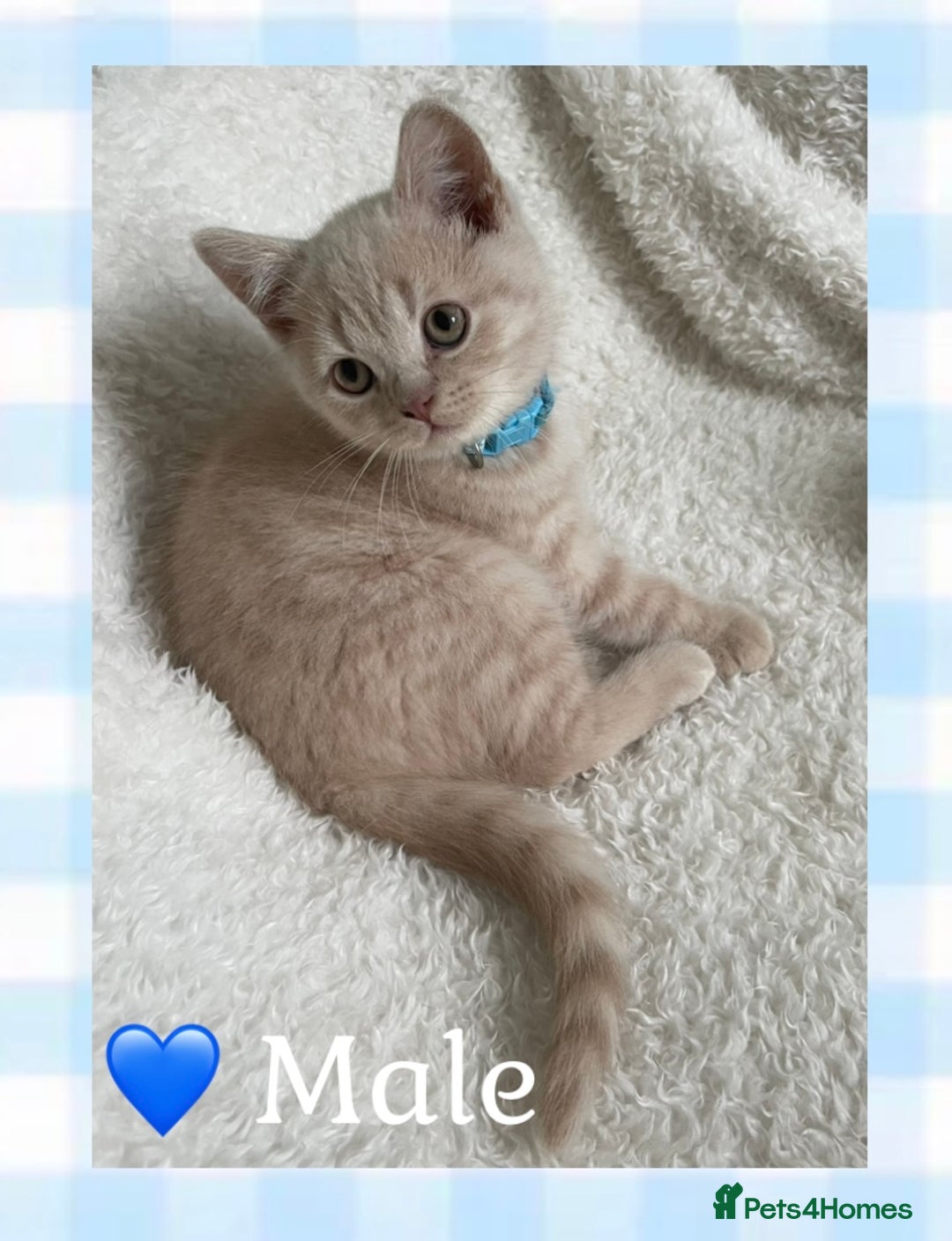 British Shorthair cats for sale: 🩷 Gorgeous British Shorthair Kittens 💙 - Image 4