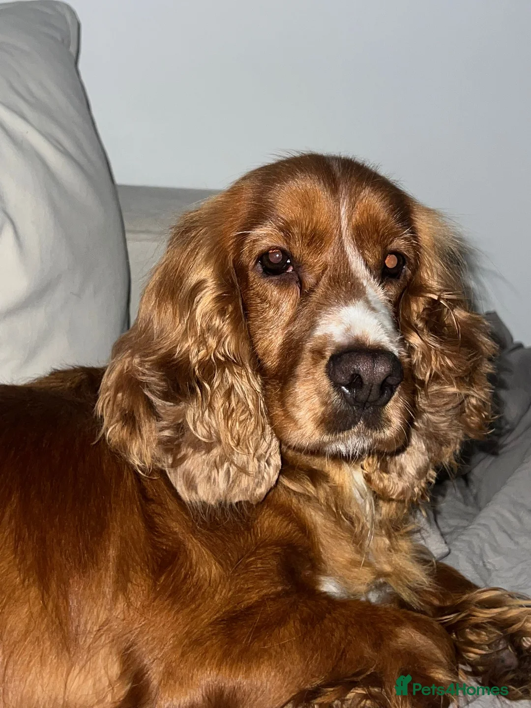 Cocker Spaniel dogs for sale: Beautiful show cocker spaniel girl- 2 years old.  - Advert 3