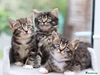 Mixed Breed cats Meet Our Beautiful Kittens! 🐾 - Advert 14